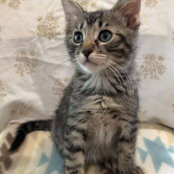 Beard -  Domestic Short Hair Cat for Adoption in Warr Acres, Oklahoma - Beard | PetCurious