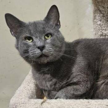 Steele -  Domestic Short Hair and Russian Blue Cat for Adoption in Lenhartsville, Pennsylvania - Steele | PetCurious