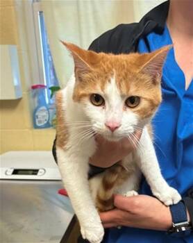 Domestic Short Hair Cats Available for Adoption in Cookeville, Tennessee - ROGER | PetCurious