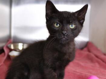 Domestic Short Hair Cats Available for Adoption in Tallahassee, Florida - ANTONIO | PetCurious