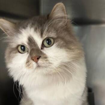 Sesame -  Domestic Long Hair and Mixed Breed Cat for Adoption in Chicago, Illinois - Sesame | PetCurious