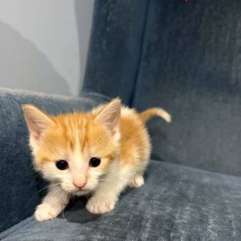 Cara Car -  Domestic Short Hair Cat for Adoption in Calgary, Alberta - Cara Car | PetCurious