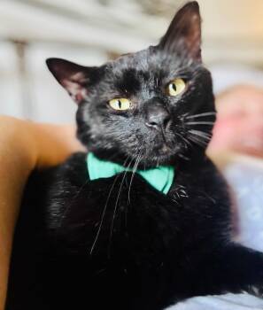 Edgar Allen Poe AKA Eddie -  Domestic Short Hair Cat for Adoption in Louisville, Kentucky - Edgar Allen Poe AKA Eddie | PetCurious