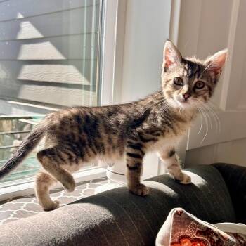 Pippa Rasmussen -  Domestic Short Hair Cat for Adoption in Eagle Mountain, Utah - Pippa Rasmussen | PetCurious