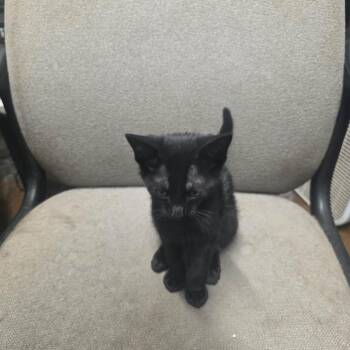 Libby -  Domestic Short Hair Cat for Adoption in Eufaula, Alabama - Libby | PetCurious