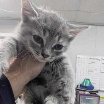 Subaru -  Domestic Short Hair Cat for Adoption in Marble, North Carolina - Subaru | PetCurious