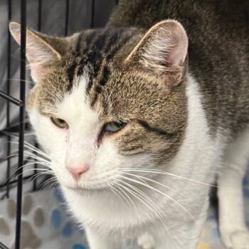 Jameson -  Domestic Short Hair Cat for Adoption in Normal, Illinois - Jameson | PetCurious