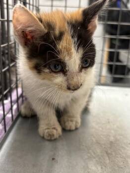 Domestic Short Hair Cats Available for Adoption in Las Vegas, Nevada - REGINA G | PetCurious