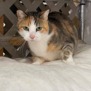 Rhianna (RhiRhi) -  Domestic Short Hair Cat Available for Adoption in Nokesville, Virginia - Rhianna (RhiRhi) | PetCurious