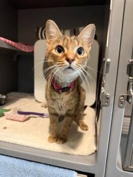 PANCAKE -  Domestic Short Hair Cat for Adoption in Leesburg, Virginia - PANCAKE | PetCurious