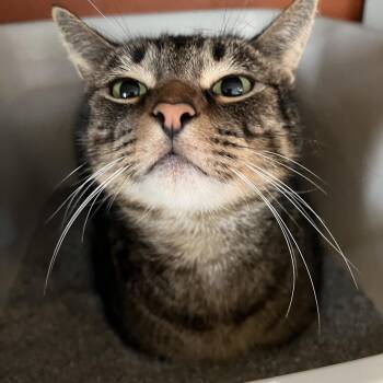 Ben (Brent) -  Domestic Short Hair Cat for Adoption in Sarasota, Florida - Ben (Brent) | PetCurious