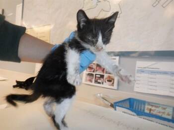 Domestic Short Hair Cats Available for Adoption in San Jose, California - HAZE | PetCurious