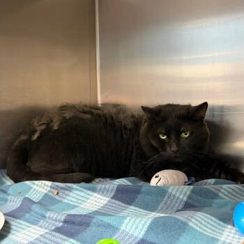 Booboo -  Domestic Short Hair Cat for Adoption in Newark, New Jersey - Booboo | PetCurious