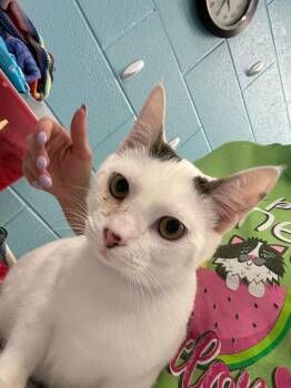 Domestic Short Hair Cats Available for Adoption - Bippity | PetCurious