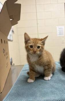 Possum -  Domestic Short Hair Cat Available for Adoption in Westland, Michigan - Possum | PetCurious