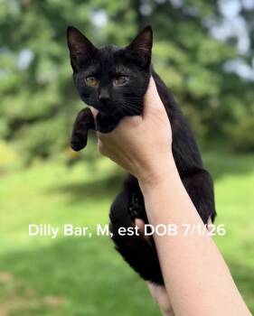 Dilly Bar -  Domestic Short Hair Cat for Adoption in Shrewsbury, Massachusetts - Dilly Bar | PetCurious