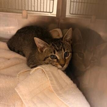 Starling -  Domestic Short Hair Cat for Adoption in Bristol, Indiana - Starling | PetCurious
