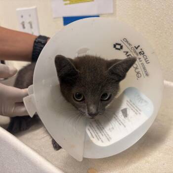 IVHS-Stray-139821 -  Domestic Short Hair Cat for Adoption in San Gabriel, California - IVHS-Stray-139821 | PetCurious