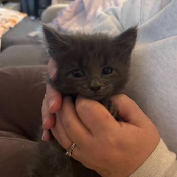 Domestic Long Hair Cats Available for Adoption - Obi | PetCurious