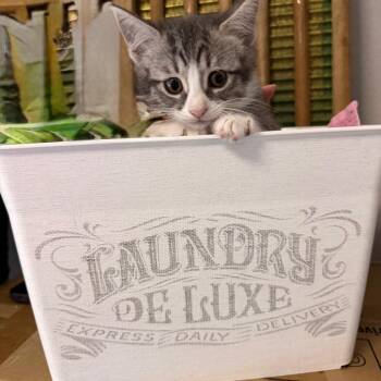 Delicate Cycle -  Domestic Short Hair Cat for Adoption in Boerne, Texas - Delicate Cycle | PetCurious
