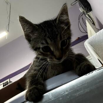 Tupac -  Domestic Short Hair Cat for Adoption in Grinnell, Iowa - Tupac | PetCurious