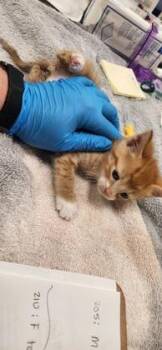 Butters -  Domestic Short Hair Cat for Adoption in Fishers, Indiana - Butters | PetCurious
