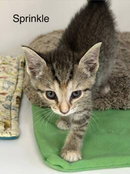 Sprinkle -  Domestic Short Hair Cat Available for Adoption in Port Lavaca, Texas - Sprinkle | PetCurious