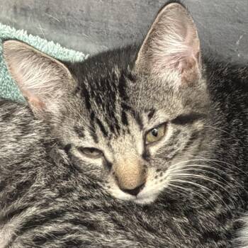 Cleo -  Domestic Short Hair Cat for Adoption in Port Charlotte, Florida - Cleo | PetCurious