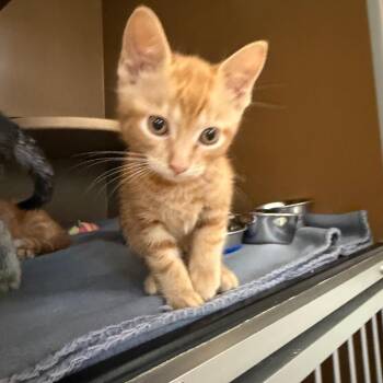Dewey -  Domestic Short Hair Cat for Adoption in Middlebury, Vermont - Dewey | PetCurious