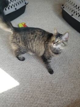 Rescue Domestic Long Hair Cats for Adoption in Albany, Wisconsin - Sunny (Jaquelle) | PetCurious