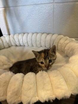 Tangerine -  Domestic Short Hair Cat for Adoption in Paducah, Kentucky - Tangerine | PetCurious