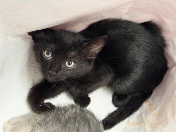 FLOYD -  Domestic Short Hair Cat for Adoption in Antioch, California - FLOYD | PetCurious