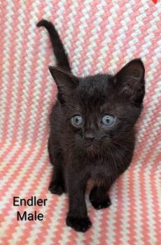 Endler -  Domestic Short Hair Cat Available for Adoption in Clarksville, Tennessee - Endler | PetCurious