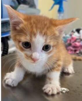 Apricot -  Domestic Short Hair Cat for Adoption in Kansas City, Missouri - Apricot | PetCurious
