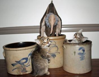 Rescue Tabby Cats for Adoption in Salem, New Jersey - Perry And Gracie | PetCurious