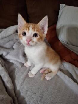 DARIO -  Domestic Short Hair Cat for Adoption - DARIO | PetCurious