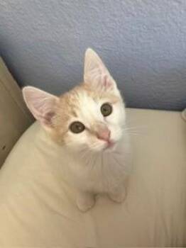 PERCI* -  Domestic Short Hair Cat for Adoption in Santa Cruz, California - PERCI* | PetCurious