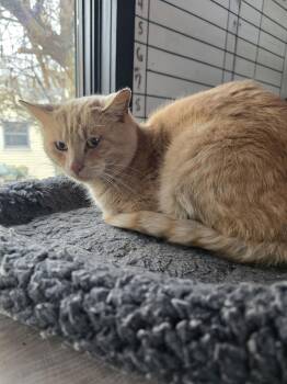 Domestic Short Hair Cats Available for Adoption - Captain Gingerbread | PetCurious