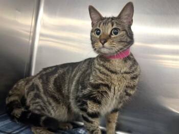 Domestic Short Hair Cats Available for Adoption in Brentwood, Missouri - KIKI | PetCurious
