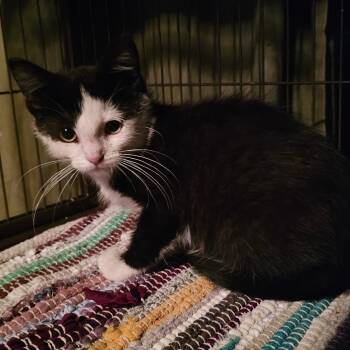 Sylvia -  Domestic Short Hair Cat for Adoption in Ringtown, Pennsylvania - Sylvia | PetCurious