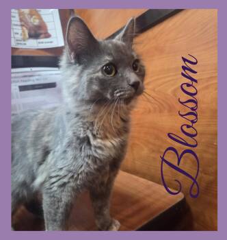 Dilute Tortoiseshell Cats Available for Adoption - BLOSSOM  | PetCurious