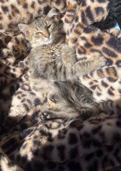 Sassy -  Domestic Long Hair Cat for Adoption in Susanville, California - Sassy | PetCurious