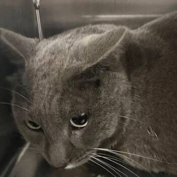 Domestic Short Hair Cats Available for Adoption - Pugsley | PetCurious