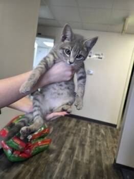 Rescue Domestic Short Hair Cats for Adoption in Willmar, Minnesota - Foggy | PetCurious