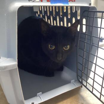 Domestic Short Hair Cats Available for Adoption - Root Beer | PetCurious