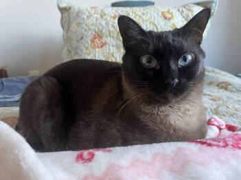 Siamese Cats Available for Adoption - Emma | PetCurious