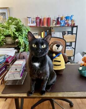 Esmeralda -  Domestic Short Hair Cat for Adoption in Apex, North Carolina - Esmeralda | PetCurious