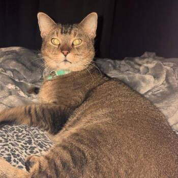 Cornbread -  Domestic Short Hair Cat for Adoption in Kerrville, Texas - Cornbread | PetCurious