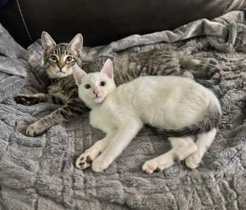 Rescue Domestic Short Hair Cats for Adoption in New Orleans, Louisiana - Quill And Templeton | PetCurious