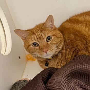 Loki -  Domestic Short Hair Cat for Adoption in Winston-salem, North Carolina - Loki | PetCurious